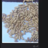 خرید نقدی هرنوع گندم وجو