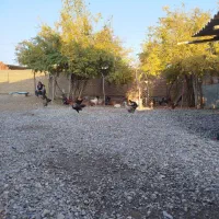 مرغ محلی فروشی