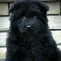 شاهتوله مادت بلک شولاین سوپرموبلند