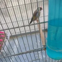 سهره سرسیاه درشت و دم قاشقی تازه صاف دهن زن.|پرنده|برازجان, |دیوار