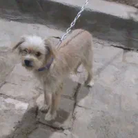 یک عدد سگ تفلسی|سگ|آران و بیدگل, |دیوار