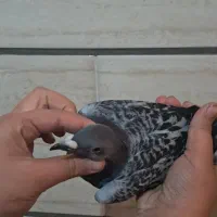 کبوتر هفت رنگ و پلاکی|پرنده|قزوین, |دیوار