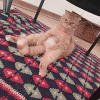 گربه اسکاتیش فولد  گارفیلدی