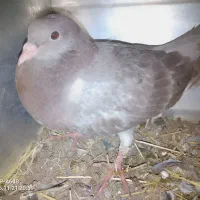 10 تا کفتر 2 میل یون|پرنده|سیلوانه, |دیوار