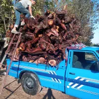 چوب تنه انگور جهت آکواریوم تراریوم پالاریوم بنسای