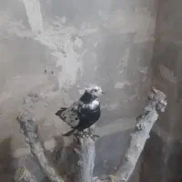 کاشان|پرنده|ارومیه, |دیوار