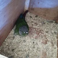 جوجه گرینچیک. عروس هلندی.  سهره قناری.|پرنده|ری, ظهیرآباد|دیوار