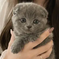 واگذاری اسکاتیش به خانواده