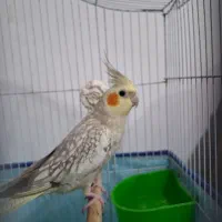 عروس هلندی نر|پرنده|بندرعباس, |دیوار