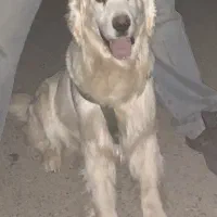واگذاری گلدن رتریور