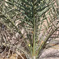 درخت خرما مضافتی