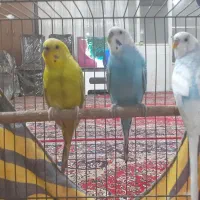 پرنده ی خونگی مرغ عشق