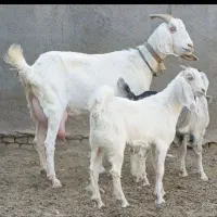 شاه بزسانن زاییده جوان3کیلوشیرچندقلوزاجنس بالایه