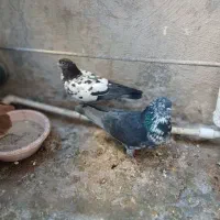 کفتر یا کبوتر