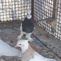 طوق شازده ای