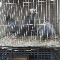 سه تا صید قلدر