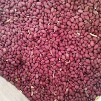 لوبیا درجه یک