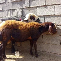 بره قچی
