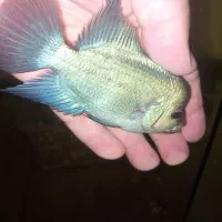 فلاور هورن|ماهی|تبریز, |دیوار