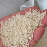 برنج ضیغمی طارم|عمده‌فروشی|سیروان, |دیوار