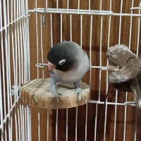 طوطی برزیلی|پرنده|تهران, هفده شهریور|دیوار