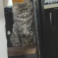 گربه ی نر پرشین خالص