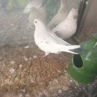 نرو ماده پرشی