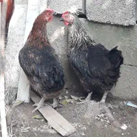 مرغ  محلی بالغ