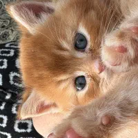 بچه گربه بیریتیش واگذاری