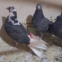 کبوتر پرشی ۴ عدد جوجه