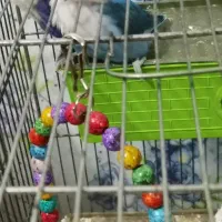 طوطی برزیلی جوان|پرنده|شاهرود, |دیوار