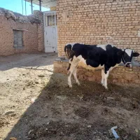 گاو و گوساله|حیوانات مزرعه|زنده رود, |دیوار