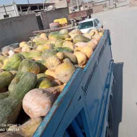 بخرید که ارزانه واسه گوسفند فقط6