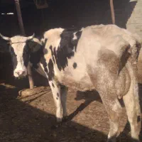 گاو|حیوانات مزرعه|شیراز, کوشک میدان|دیوار