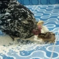 مرغ با 13 عدد جوجه