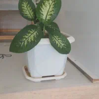 فروش گل دیفن به مبلغ ۳۰۰۰۰۰ هزار