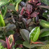 ماندگار|گل و گیاه طبیعی|خرم‌آباد, |دیوار