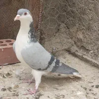 شیرازی