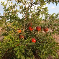 باغ پانصد و ۱۰۰۰ متری ۱ ساعته تهران|فروش دفتر صنعتی، کشاورزی، تجاری|زرندیه, |دیوار