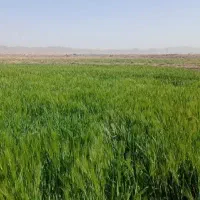 یونجه (جو خسیل)