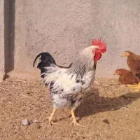 ۲عدد خروس جوان|حیوانات مزرعه|کاشان, دشت لتحر|دیوار