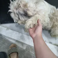 توله سگ|سگ|مشهد, احمدآباد|دیوار