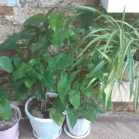 گل طبیعی زیبا