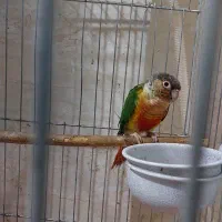 طوطی گرینچیک سینه سرخ