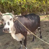 گاو چاق هشتبندی