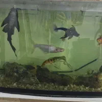 آکواریوم با بخاری تسویه وماهی