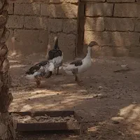 غاز محلی|حیوانات مزرعه|اهواز, پردیس|دیوار