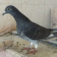 موکت 1عدد چاپی جوج فروشی