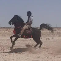 نریان مشکی واکسی ۵ نشان