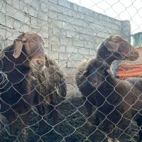 گوسفند نر و ماده